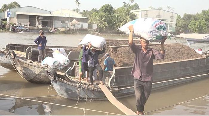 Các ghe chở phân rơm thay phiên cập bến cung cấp phân rơm cho nông dân làng hoa
