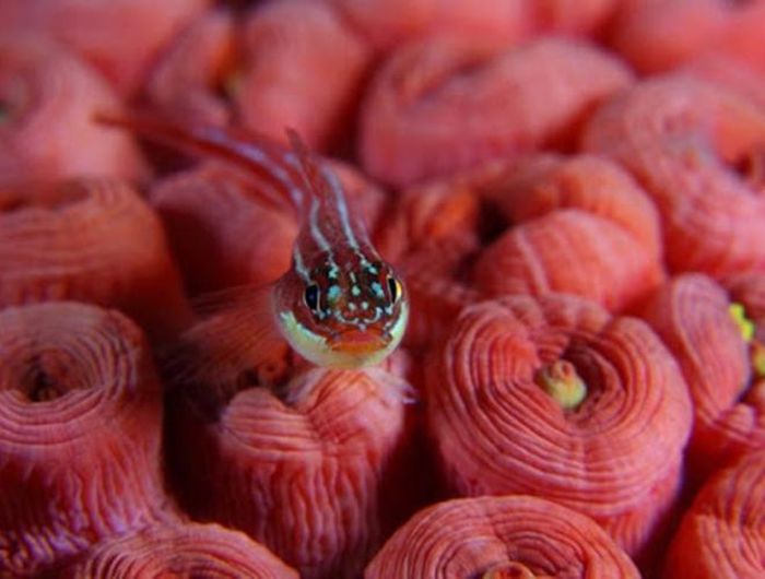 Cá Triplefin sọc tìm thấy nhiều ở vùng biển Indonesia được đánh giá là một trong những loài sinh vật biển sở hữu vẻ đẹp độc đáo
