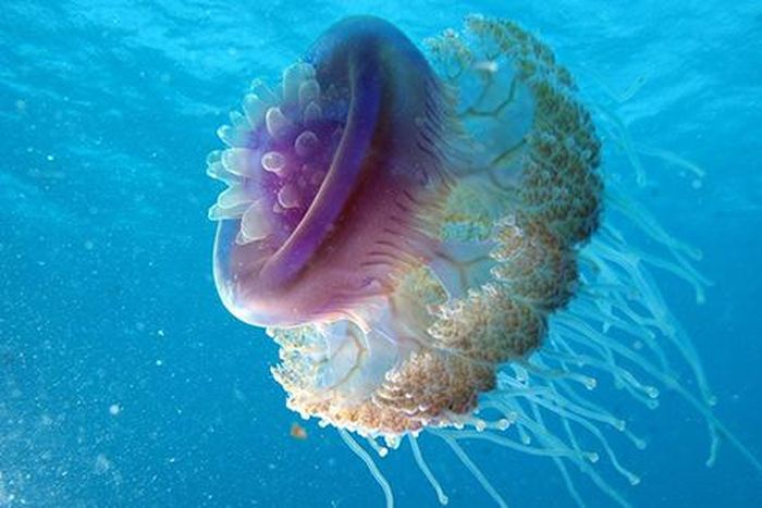 Tên gọi của loài sứa này dựa vào chính hình dáng mà chúng sở hữu, đó là có hình gần giống với chiếc vương miện. Sứa có màu xanh tím, có khối lượng lớn, với đường kính khoảng 50 – 60 cm