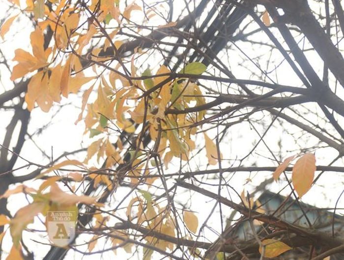 Các cây lộc vừng vào mùa trút lá