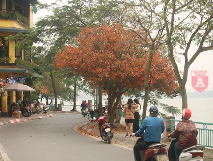 Đường bao ven Hồ Tây cũng là một sự lựa chọn được nhiều bạn trẻ tìm đến chụp ảnh khi Thủ đô vào mùa cây thay lá