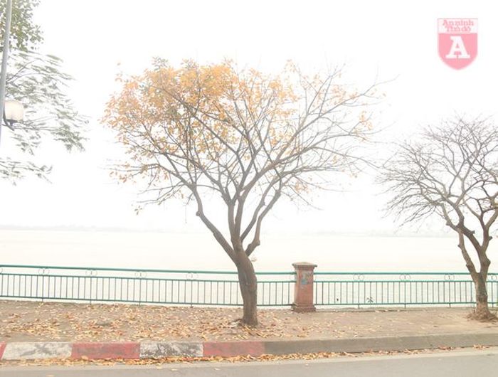 Những tán lá vàng rơi rụng ven mặt nước hồ mênh mông tạo thành khung cảnh lãng mạn