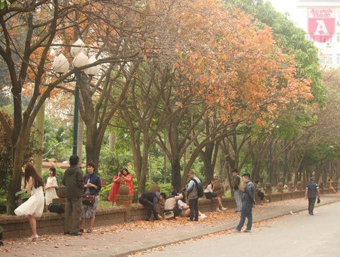 "Con đường tình yêu" ở Đại học Sư phạm Hà Nội là địa điểm "check in" thu hút giới trẻ mỗi khi Hà Nội vào mùa cây thay lá