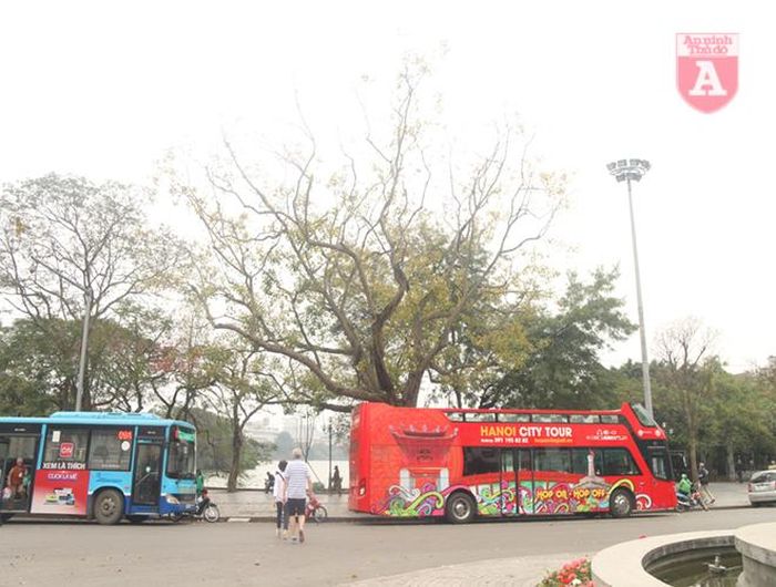 Dáng cây vươn cao thể hiện sức sống mới của mùa xuân tại Thủ đô