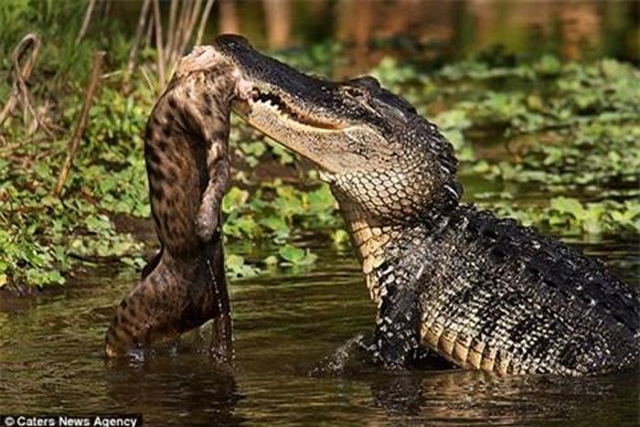 Một bữa ăn ngon cho cá sấu với con mồi khá lớn.
