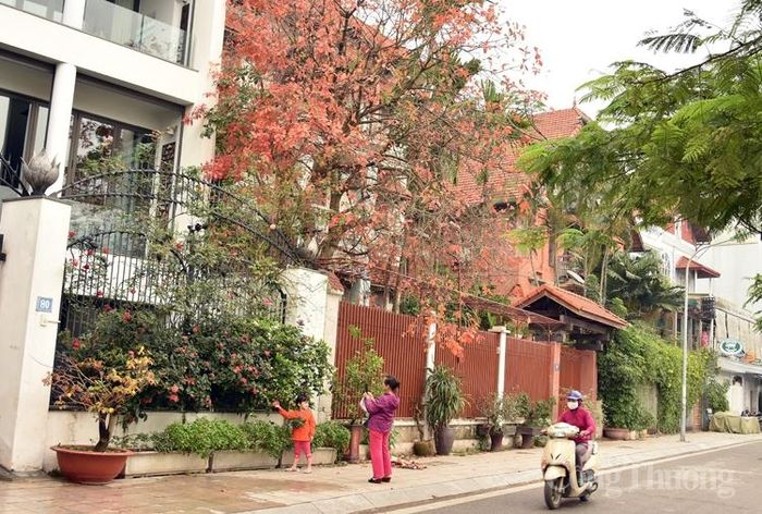 Cây lộc vừng đổ lá đỏ rực một góc phố Hồ Tây