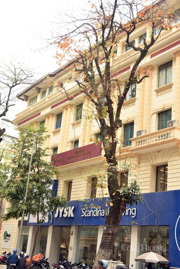 Cây bàng trên phố Lò Đúc với “tứ sắc” hòa quyện