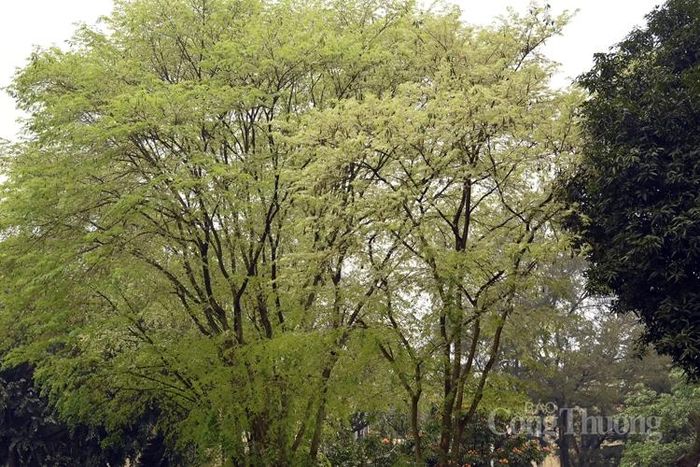 Không gian xanh tràn đầy sức sống