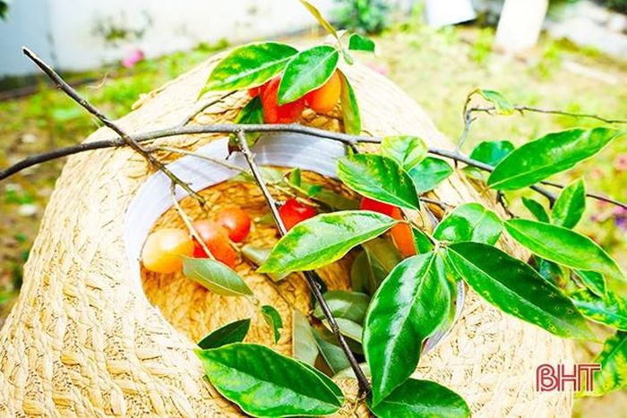 Mùa nhót là mùa của những trò chơi trẻ con vô tư, hồn nhiên mà lũ con tôi sau này không thể nào có được!