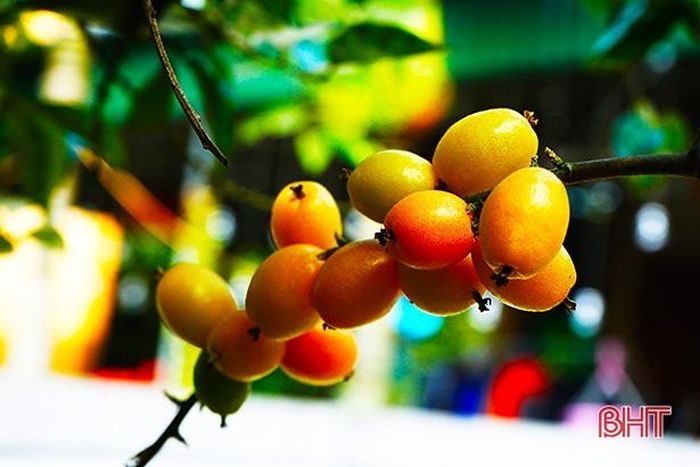 Những quả nhót cứ như chiếc đèn lồng đỏ treo trên cành cao...