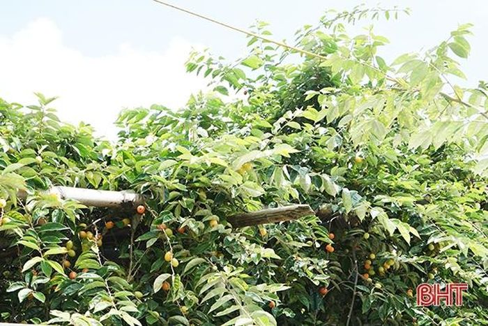 Những giàn nhót của nhà ai đó ta gặp bên đường luôn gợi thương gợi nhớ.