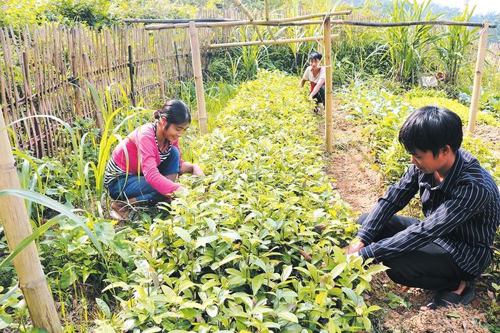 Bí thư chi bộ, Trưởng khu dân cư Phùng Văn Vương hướng dẫn người dân cách ươm cây quế giống.