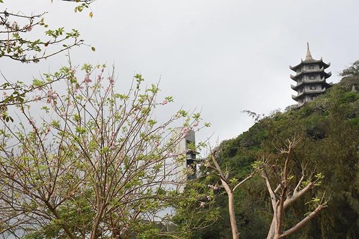 Công viên hoa đỗ mai nằm bình yên bên Di tích quốc gia đặc biệt Danh thắng Ngũ Hành Sơn.