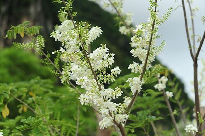Sắc trắng tinh khiết đỗ mai.