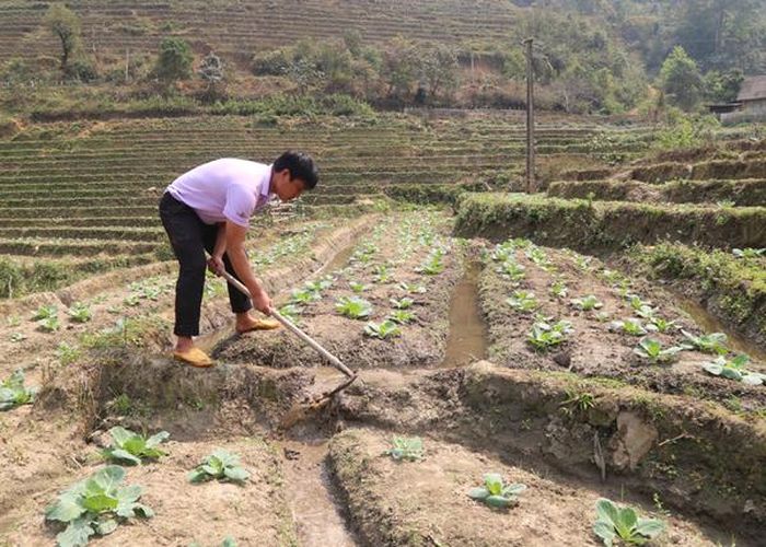 Người dân dẫn nước từ suối vào ruộng bậc thang để giữ độ ẩm cho rau.