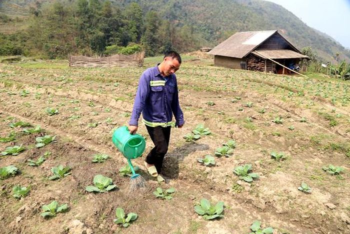 Thôn Ngải Trồ có khí hậu mát mẻ phù hợp với rau ôn đới, nhưng một số ruộng ở vị trí cao thiếu nước phải tưới thường xuyên.