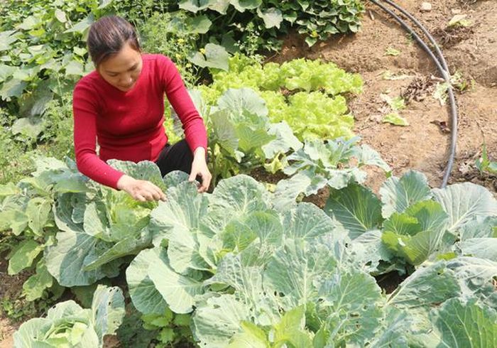Người dân tìm hiểu cách diệt sâu bọ bằng phương pháp an toàn cho một số vườn rau trồng sớm.
