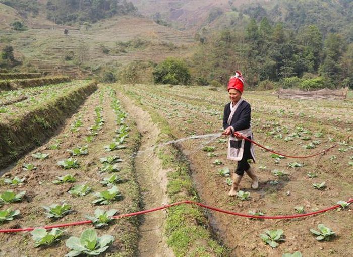 Một số hộ Dao đỏ thôn Ngải Trồ dẫn vòi tưới nước lên ruộng cho thuận tiện.