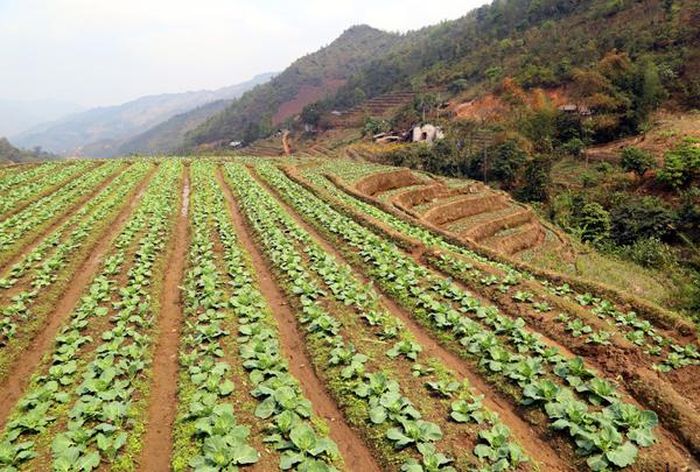 Những ruộng rau sạch đầu tiên của thôn Ngải Trồ đang phát triển tốt và chỉ một thời gian ngắn nữa sẽ cho thu hoạch.
