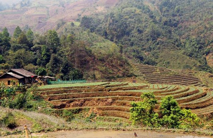 Trồng rau ôn đới góp phần nâng cao thu nhập trên một diện tích đất cho người dân, góp phần giảm nghèo bền vững.