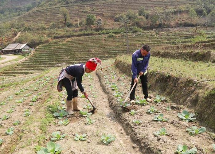 Năm đầu tiên thử nghiệm trồng rau ôn đới quy mô lớn nên người dân chăm sóc rất cẩn thận.