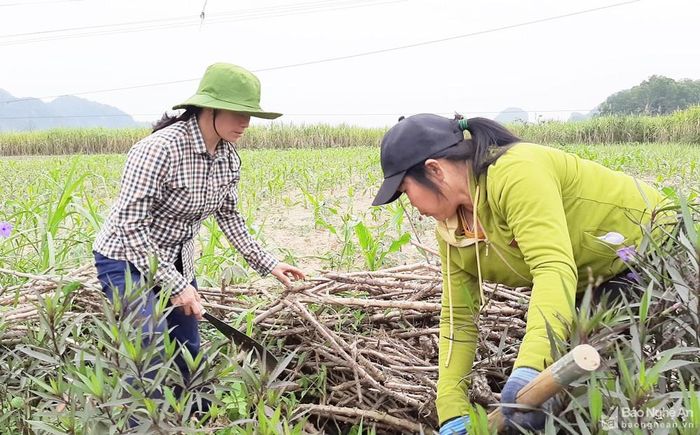 Chị Trương Thị Vỹ (trái) hướng dẫn người dân lao động, sản xuất. Ảnh: Phan Giang