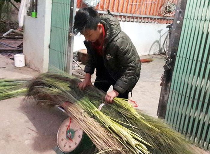 Bông chít tươi có giá 5.500 đồng/kg, chít khô 20.000 – 22.000 đồng/kg.