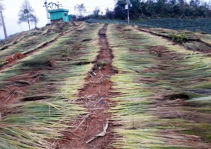 Bông chít lấy về được phơi khô.