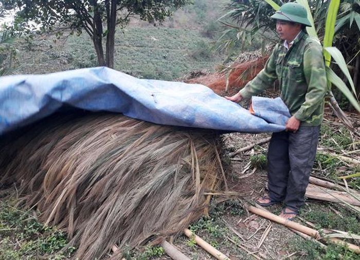 Người dân xã Bản Phiệt (Bảo Thắng) phủ bạt tránh sương và mưa mù gây hại cho bông chít.