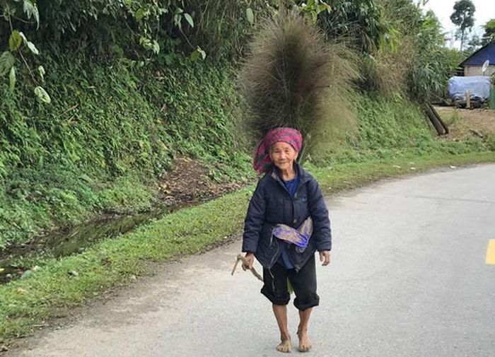 Người dân xã Thanh Bình (Mường Khương) đi bộ vài cây số để lấy bông chít.