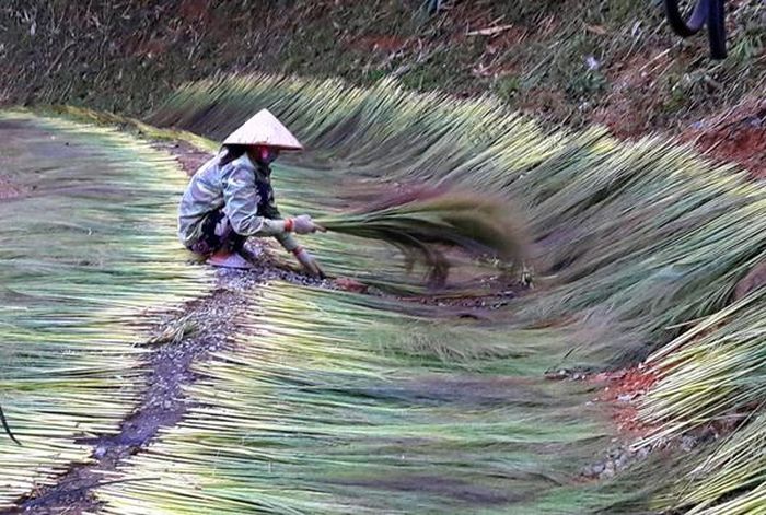 Muốn có loại A đẹp, không để bông chít dính nước gây ẩm mốc.