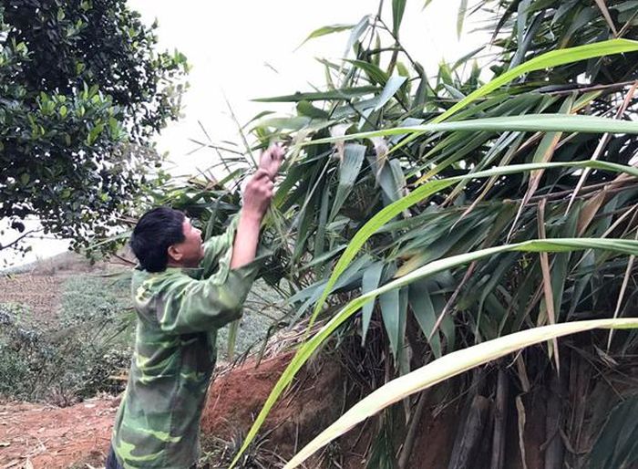 Bông chít thường mọc bụi ở các sườn núi, nên việc lấy khá vất vả.