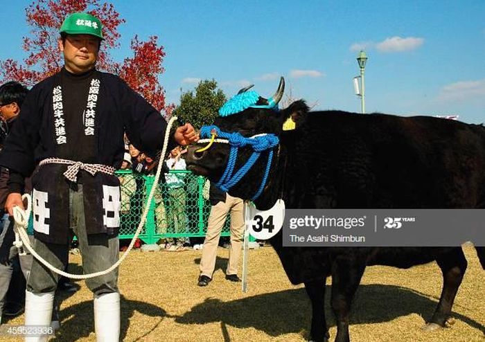  Giống như Kobe và các loại Wagyu khác, Matsusaku được lấy thịt từ bò cái đen của Nhật Bản. Tuy nhiên, con bò này phải được nuôi ít nhất 12 tháng tại tỉnh Mie. Một số trang còn khẳng định Matsusaku chuẩn phải đáp ứng tiêu chí "còn trinh". Con bò được nuôi ở khu biệt lập, sạch sẽ để tránh lây nhiễm bệnh. Việc không để bò thả rông sẽ giúp tích tụ mỡ, khiến miếng thịt sau khi mổ đẹp hơn hẳn. Ảnh: Getty. 