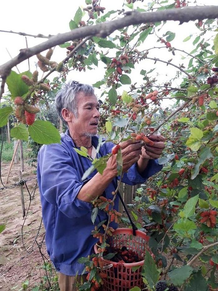 Những ngày chín rộ, các hộ dân trồng dâu tằm ở Hiệp Thuận phải huy động nhân lực của cả gia đình ra thu hoạch.