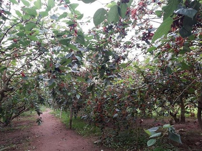 Trước đây, dâu tằm vốn được người dân Hiệp Thuận trồng để lấy lá chăn tằm. Tuy nhiên, khi nghề ươm tơ dệt lụa mai một, người dân đã chuyển dần sang trồng cây lấy quả.