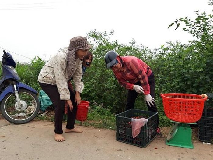 Các thương lái thường đến tận vườn thu mua dâu. Tuy nhiên, giá cả sản phẩm thường bấp bênh theo thị trường.