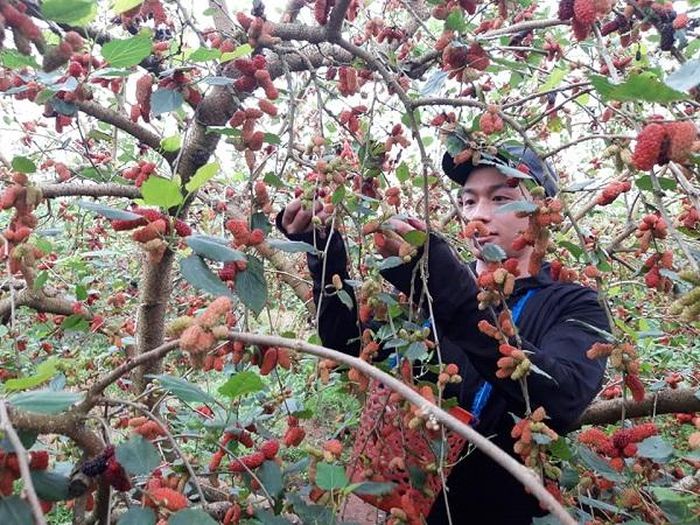 Dâu tằm ăn quả được người dân Hiệp Thuận phát triển mạnh khoảng 5 năm trở lại đây. Người tiêu dùng thường mua loại quả này về ngâm siro, ngâm rượu, làm mứt...