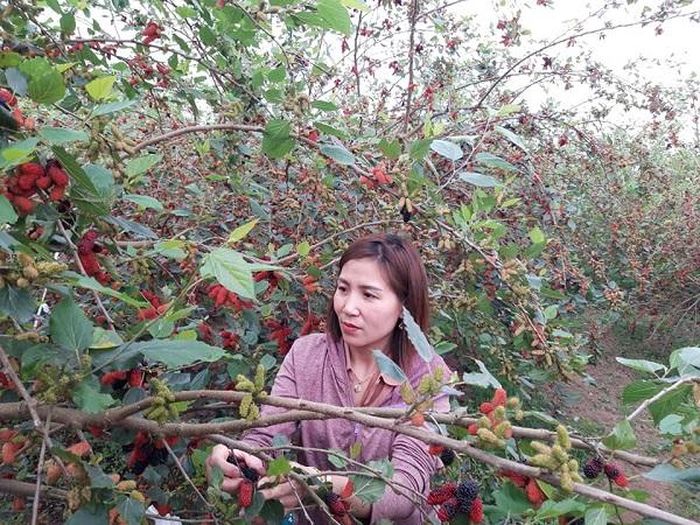 Khi dâu đã chín rộ, trung bình cứ sau thu hoạch 1 ngày là dâu lại chín lứa mới.