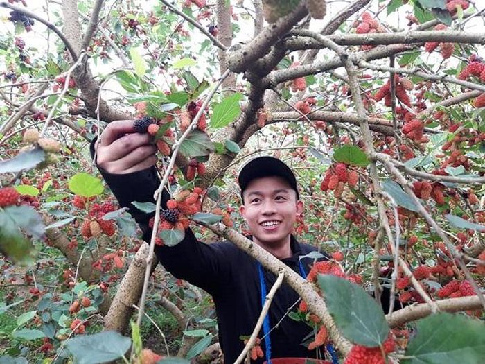 Dâu tằm là cây dễ trồng và dễ chăm sóc. Tuy nhiên, việc thu hoạch là tốn nhiều công nhất. Trung bình mỗi người chỉ thu hoạch được từ 50 - 60kg dâu/ngày.