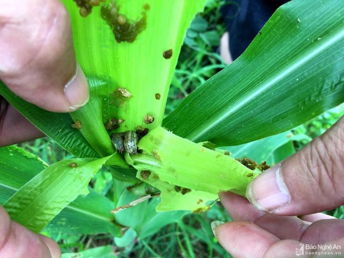 Sâu keo phá hoại nhiều diện tích ngô tại Đô Lương. Ảnh: Ngọc Phương