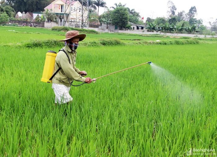 Người dân Nghệ An phun thuốc phòng trừ đạo ôn cho lúa Xuân. Ảnh: Quang An