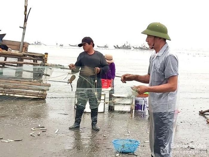 Ông Hà Văn Phú, ngư dân xã Diễn Kim cho biết, cá rớp có giá trị cao, nhưng ít khi đánh bắt được. Ảnh: Xuân Hoàng