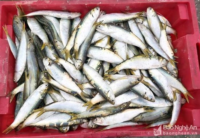Cá rớp có hình dạng gần giống cá trích, được thương lái thu mua 30.000 đồng/kg. Ảnh: Xuân Hoàng