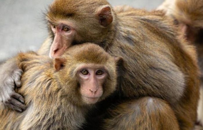 Phát hiện của các nhà khoa học trên khỉ mở ra hy vọng cho việc phát triển vắc-xin ngừa virus corona. (Ảnh: Suchtv)