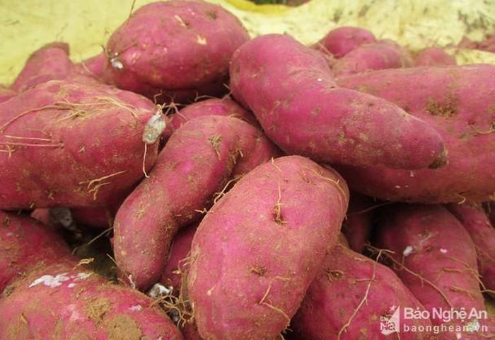 Khoai lang tại vùng đất Trọt ngang vỏ củ màu đỏ, ruột màu trắng, rất bở và ngọt. Ảnh: Bông Mai