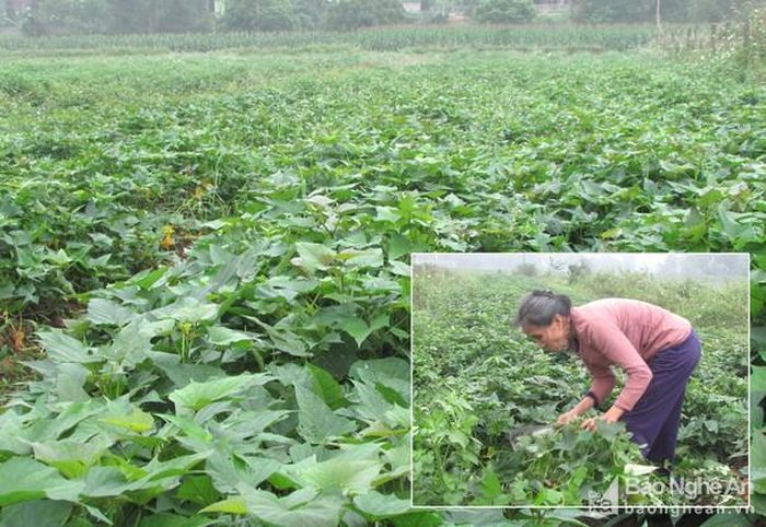 Toàn huyện Tân Kỳ hiện có khoảng 71 ha khoai lang. Ảnh: Bông Mai