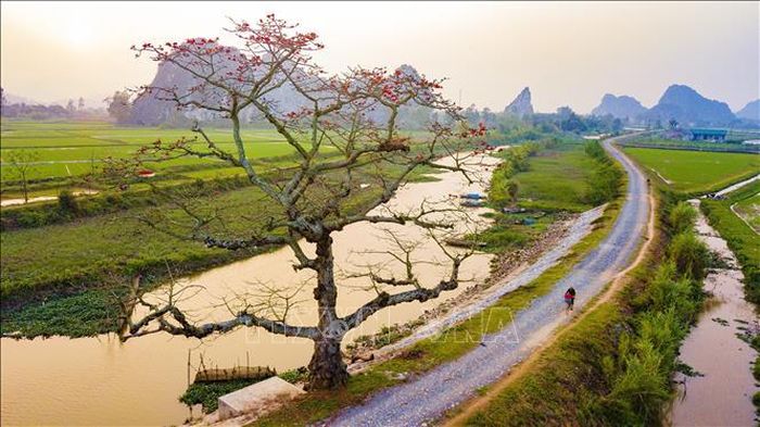 Hoa nở đỏ rực như xua tan đi sự ảm đạm của những ngày cuối mùa xuân, tạo nên những mảng màu ấn tượng và ấm áp.