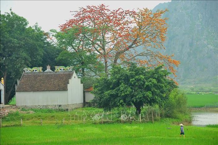 Cây gạo đầu làng, cây gạo bên đình chùa đền miếu trở thành thân quen với người làng quê Việt Nam.