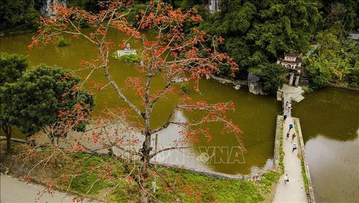 Cây gạo đầu làng, cây gạo bên đình chùa đền miếu trở thành thân quen với người làng quê Việt Nam.