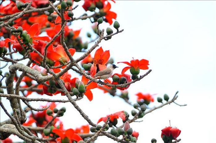 Hoa gạo quyến rũ chim và đồng thời lôi cuốn cả những kẻ săn ảnh lãng du.